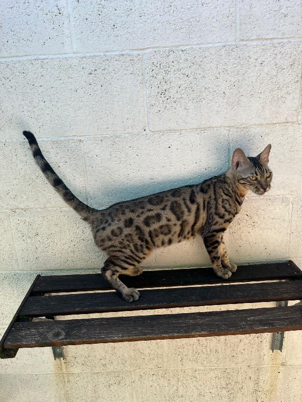 KALI'  GATTINA BENGALA Foto 5